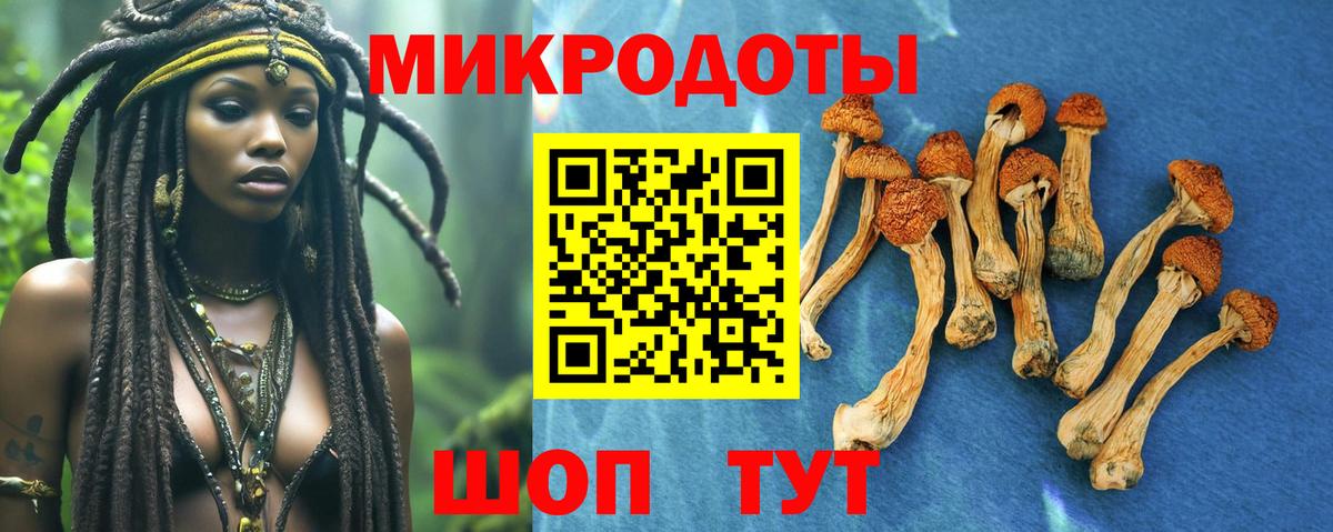Псилоцибиновые грибы Psilocybe  Вход с VPN  Чернушка 